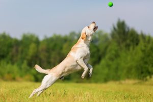 Tuesday Tales: How High Can You Bounce?